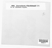 Image of Ascochyta chelidoniicola